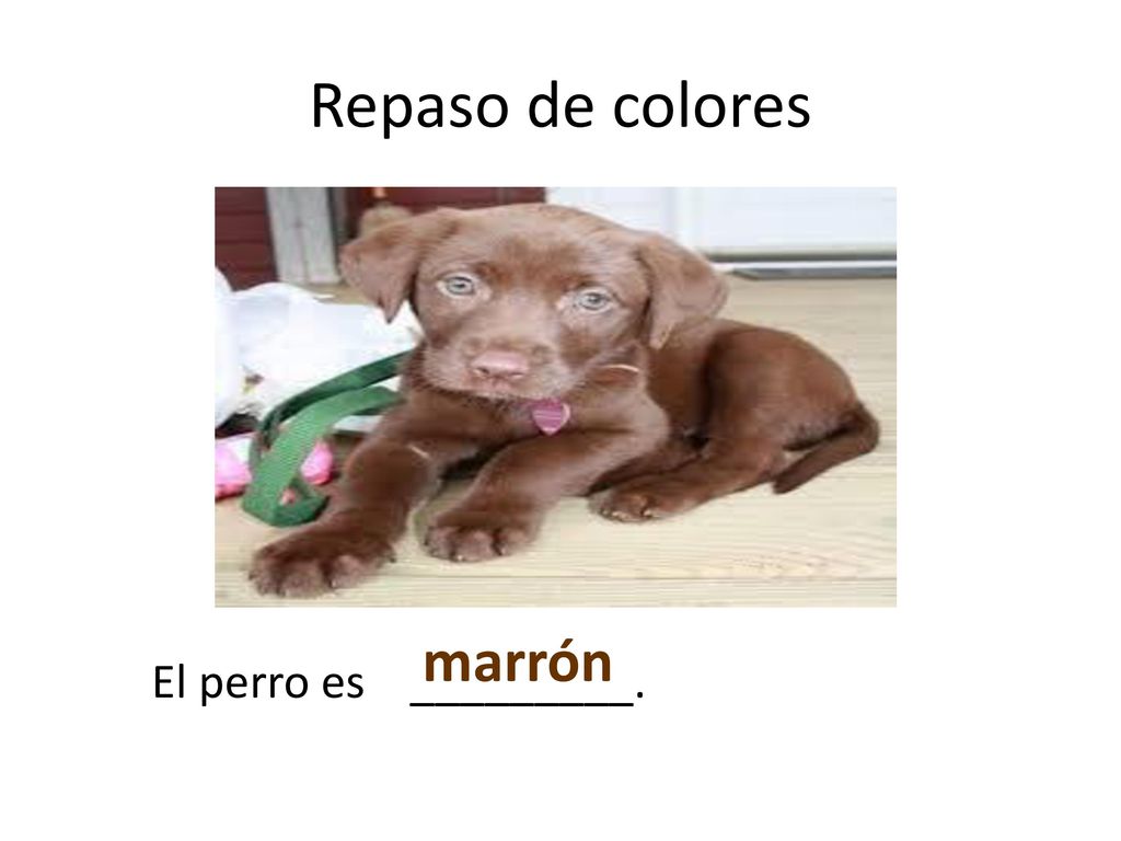 Repaso de colores marrón El perro es _________.