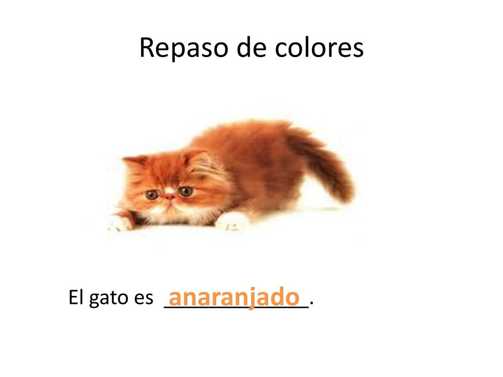 Repaso de colores anaranjado El gato es _____________.