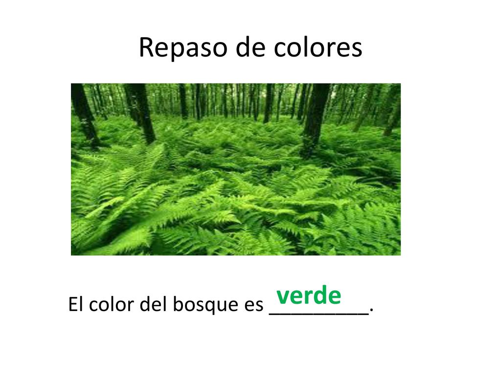 Repaso de colores verde El color del bosque es _________.