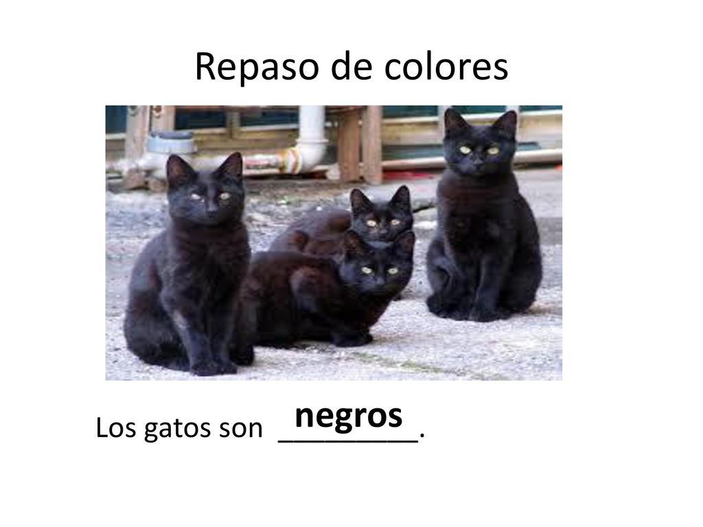 Repaso de colores negros Los gatos son _________.
