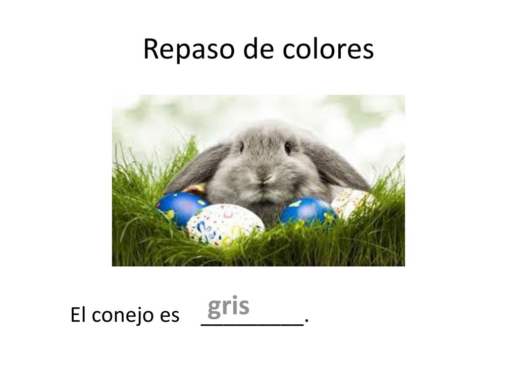 Repaso de colores gris El conejo es _________.