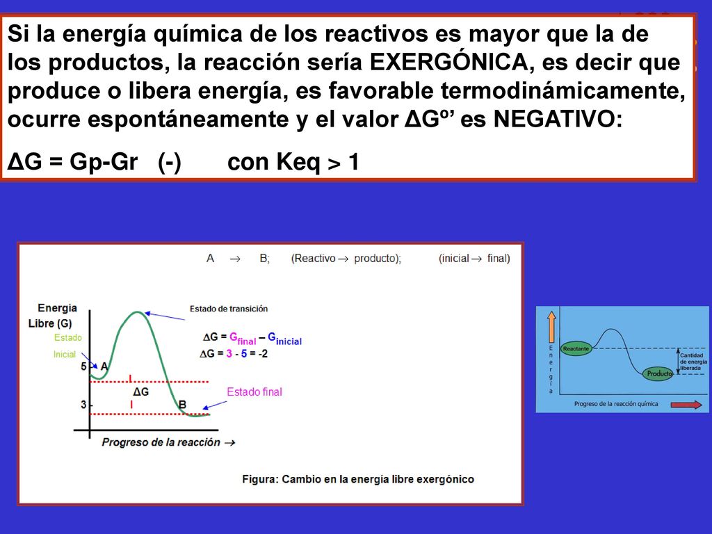 Si la energía química de los reactivos es mayor que la de los productos, la reacción sería EXERGÓNICA, es decir que produce o libera energía, es favorable termodinámicamente, ocurre espontáneamente y el valor ΔGº’ es NEGATIVO: