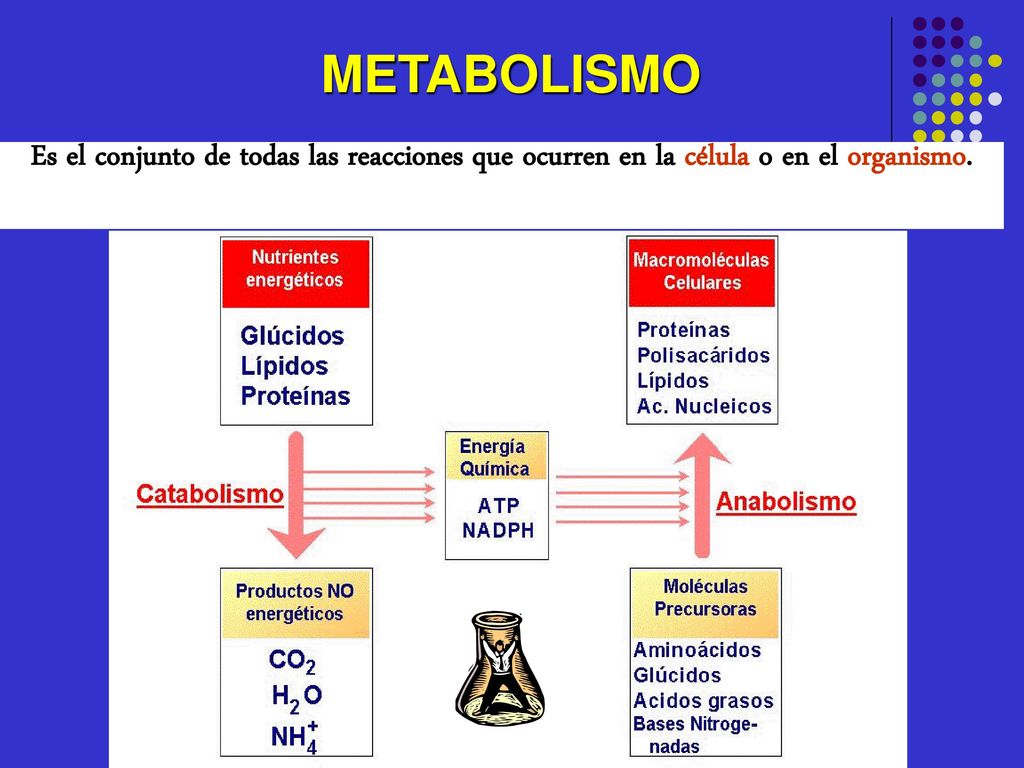 METABOLISMO Es el conjunto de todas las reacciones que ocurren en la célula o en el organismo.