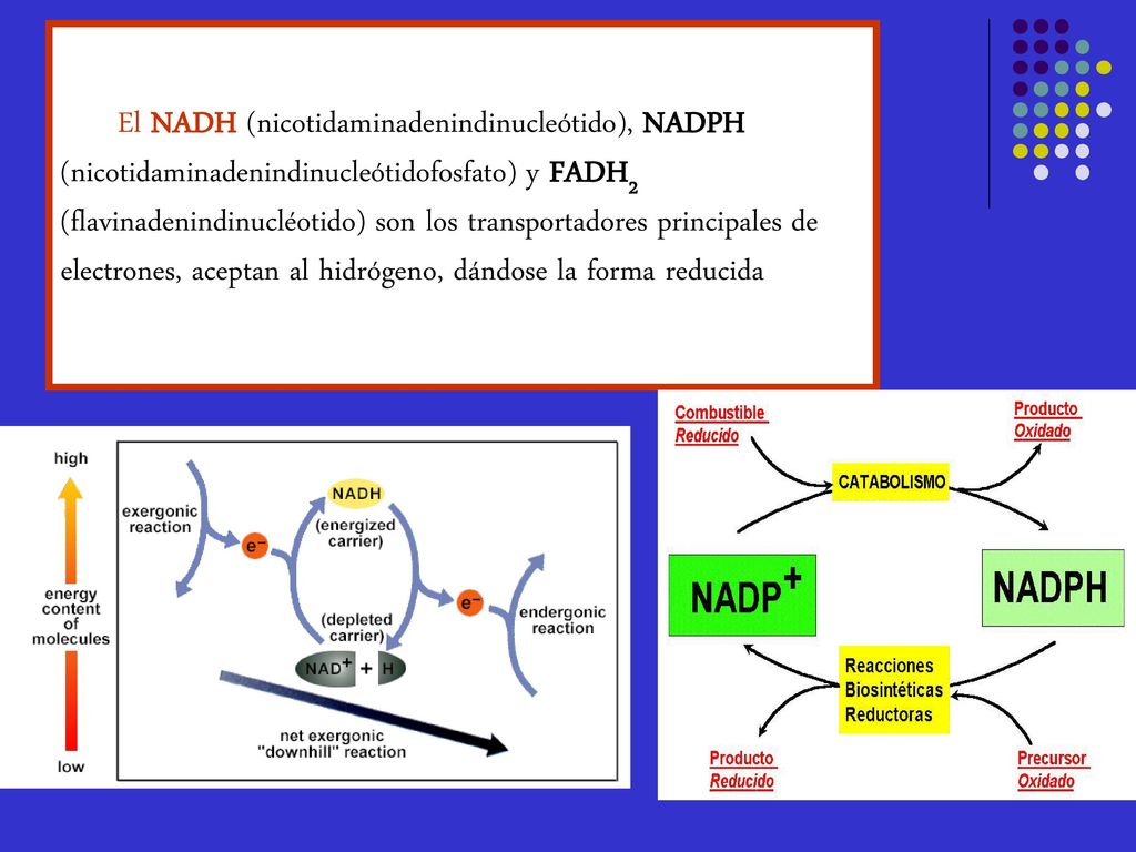 El NADH (nicotidaminadenindinucleótido), NADPH (nicotidaminadenindinucleótidofosfato) y FADH2 (flavinadenindinucléotido) son los transportadores principales de electrones, aceptan al hidrógeno, dándose la forma reducida