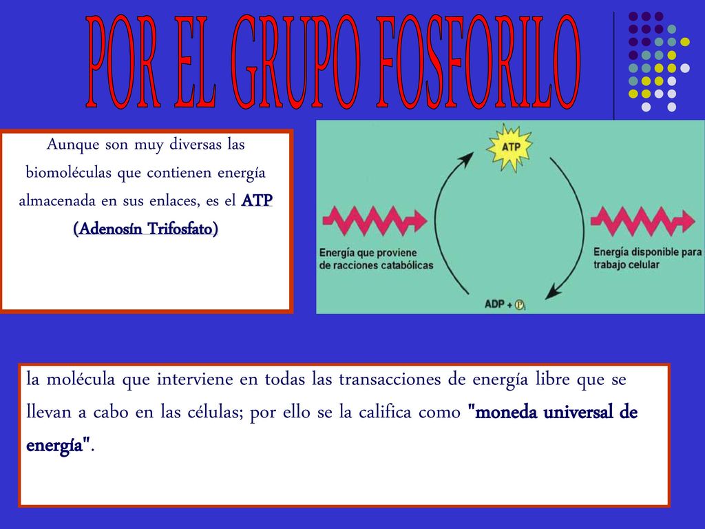 POR EL GRUPO FOSFORILO Aunque son muy diversas las biomoléculas que contienen energía almacenada en sus enlaces, es el ATP (Adenosín Trifosfato)