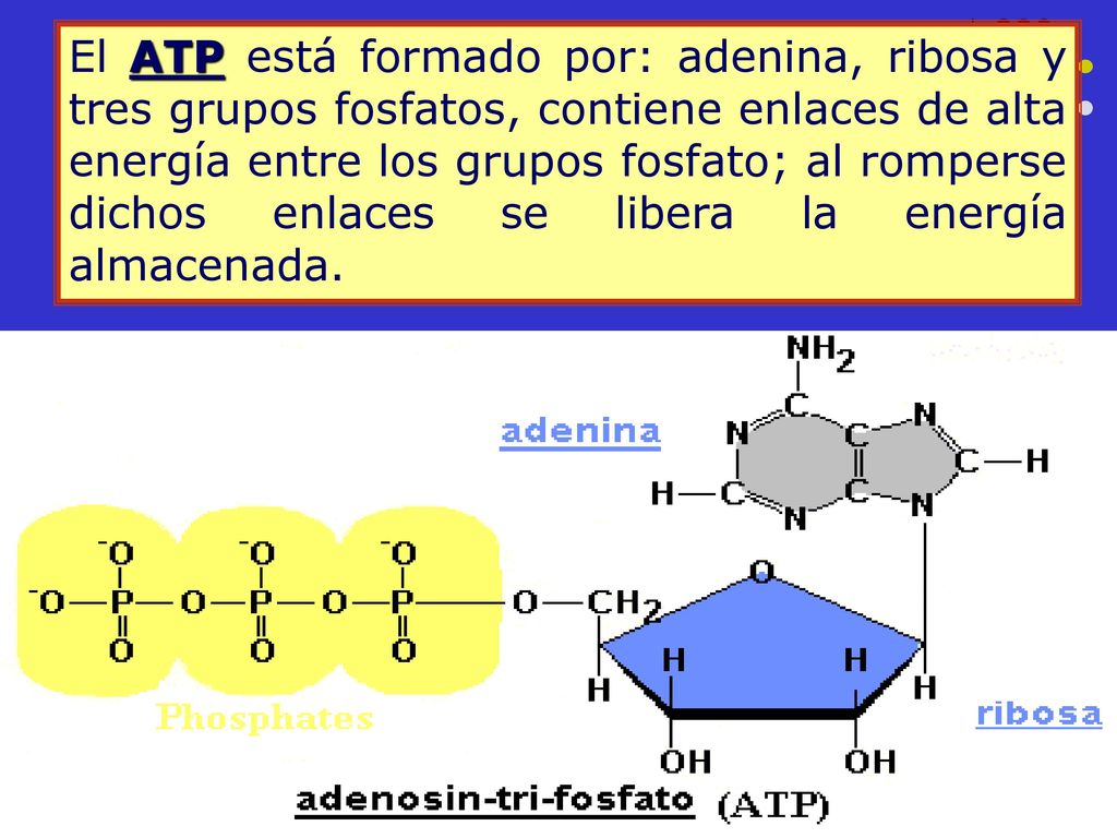 El ATP está formado por: adenina, ribosa y tres grupos fosfatos, contiene enlaces de alta energía entre los grupos fosfato; al romperse dichos enlaces se libera la energía almacenada.