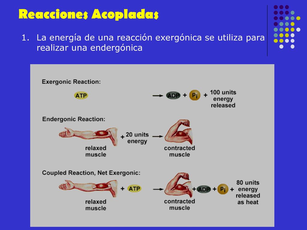 Reacciones Acopladas La energía de una reacción exergónica se utiliza para realizar una endergónica