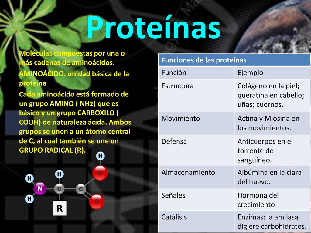 Proteínas Moléculas compuestas por una o más cadenas de aminoácidos.