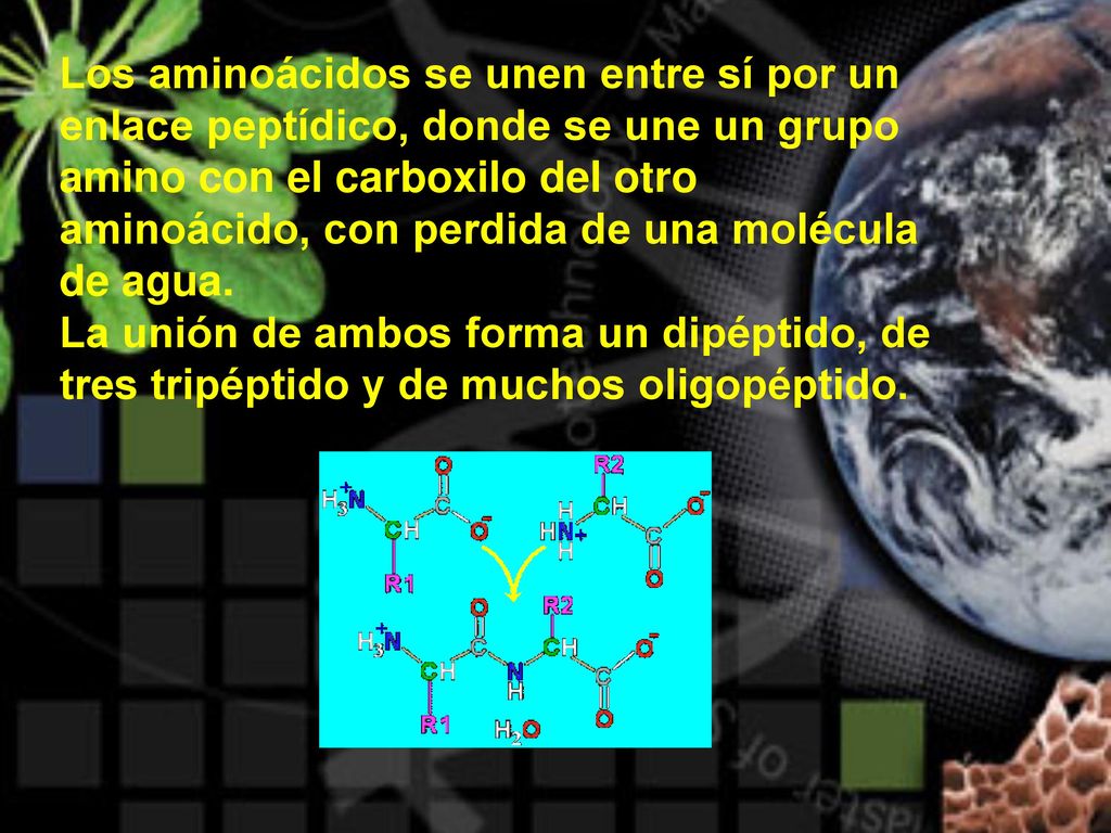 Los aminoácidos se unen entre sí por un enlace peptídico, donde se une un grupo amino con el carboxilo del otro aminoácido, con perdida de una molécula de agua.