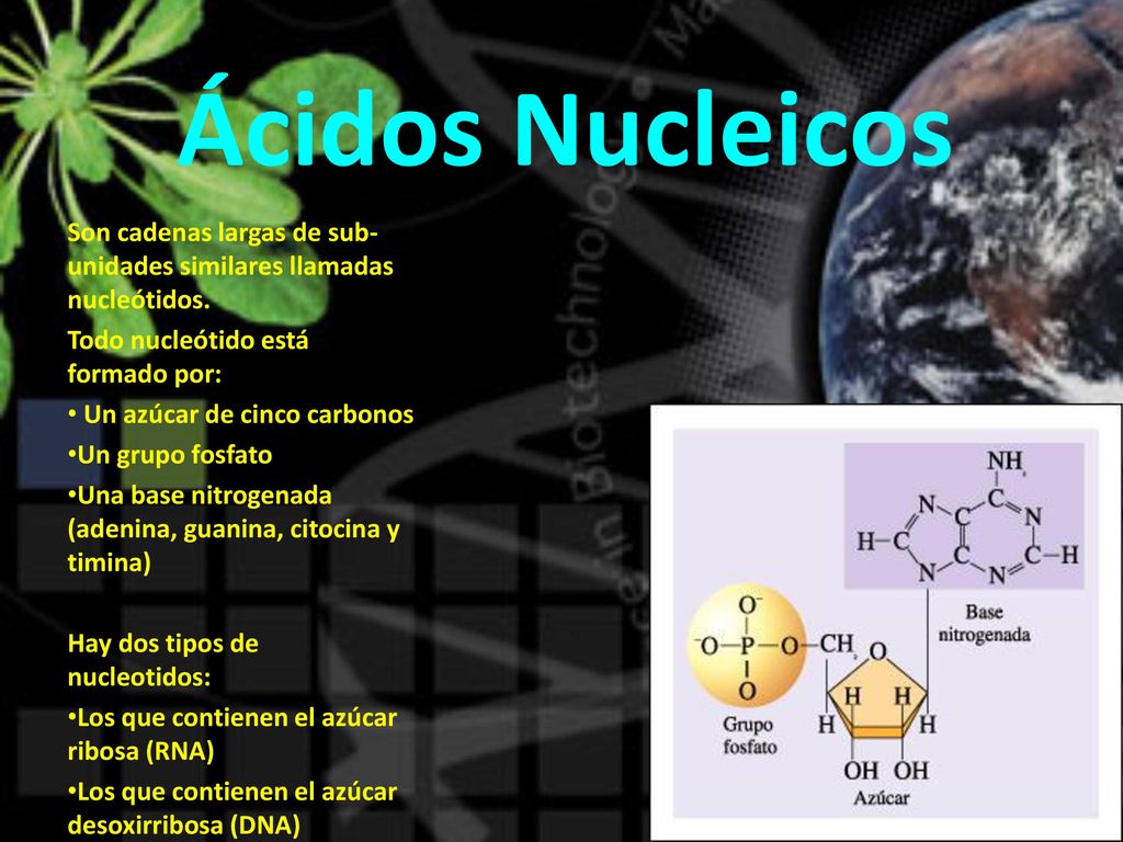Ácidos Nucleicos Son cadenas largas de sub-unidades similares llamadas nucleótidos. Todo nucleótido está formado por: