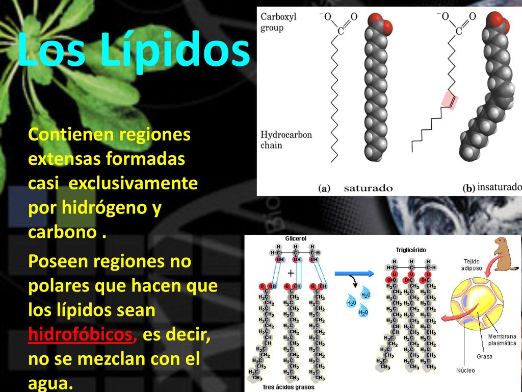 Los Lípidos Contienen regiones extensas formadas casi exclusivamente por hidrógeno y carbono .