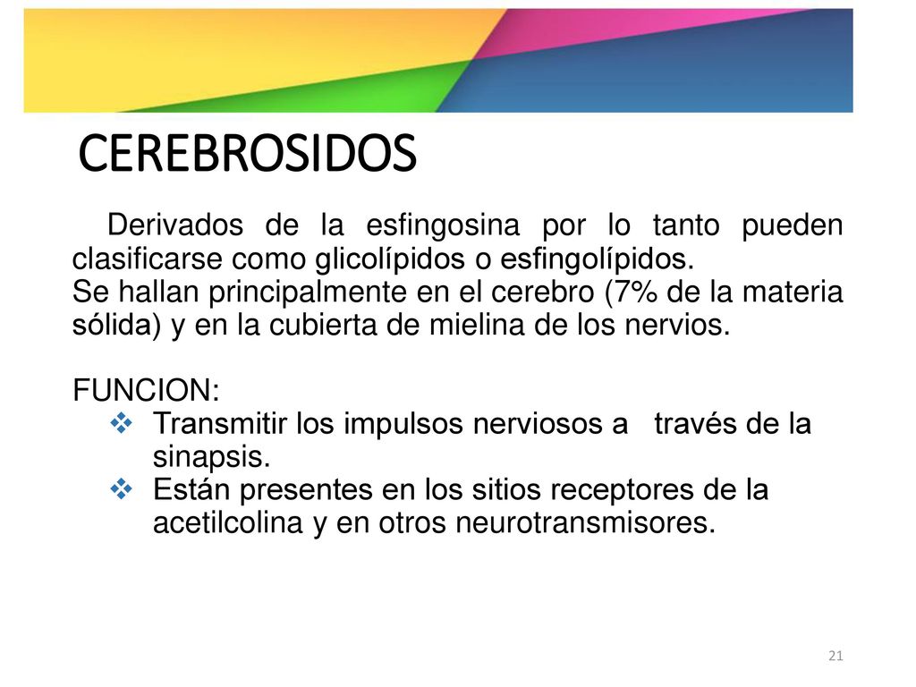 CEREBROSIDOS Derivados de la esfingosina por lo tanto pueden clasificarse como glicolípidos o esfingolípidos.