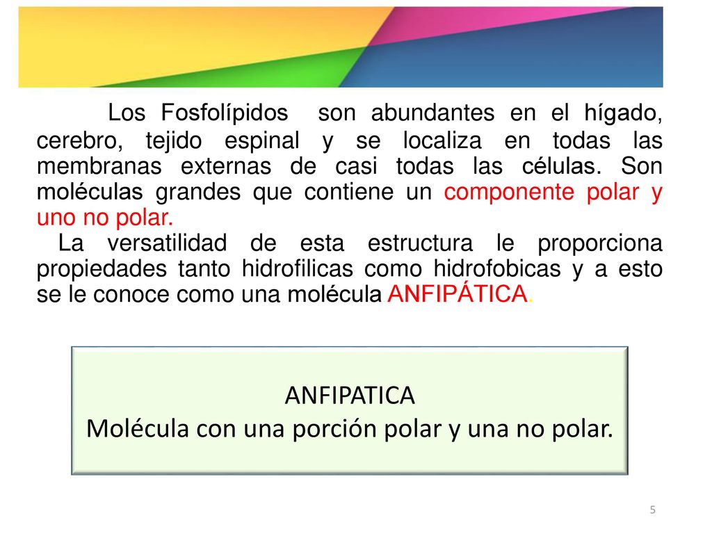 Molécula con una porción polar y una no polar.