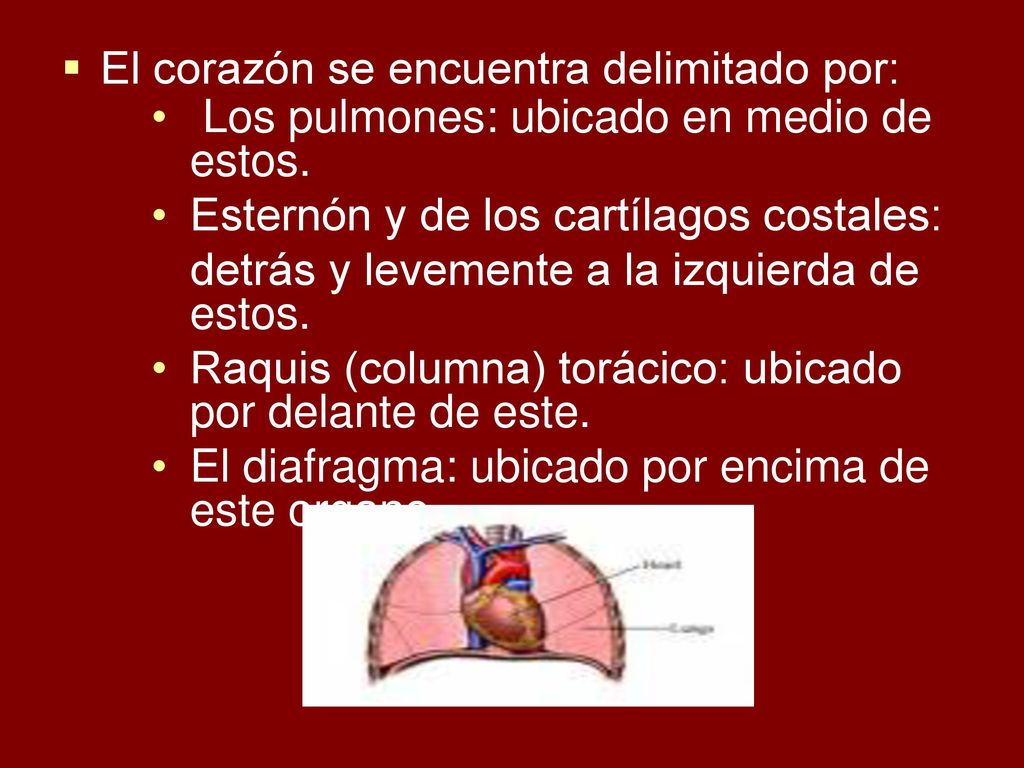 El corazón se encuentra delimitado por: