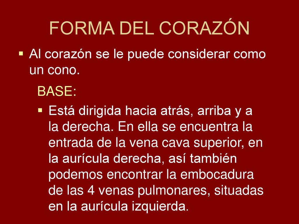 FORMA DEL CORAZÓN Al corazón se le puede considerar como un cono.