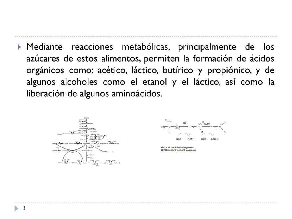 Mediante reacciones metabólicas, principalmente de los azúcares de estos alimentos, permiten la formación de ácidos orgánicos como: acético, láctico, butírico y propiónico, y de algunos alcoholes como el etanol y el láctico, así como la liberación de algunos aminoácidos.