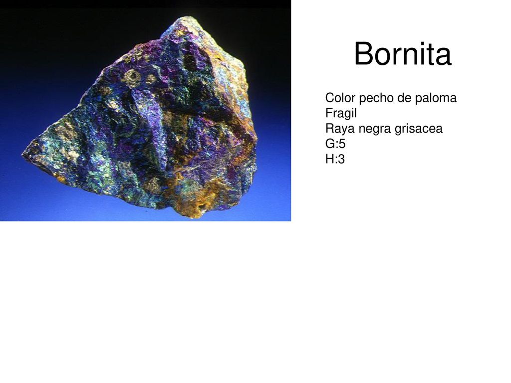 Bornita Color pecho de paloma Fragil Raya negra grisacea G:5 H:3