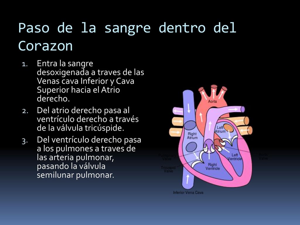 Paso de la sangre dentro del Corazon