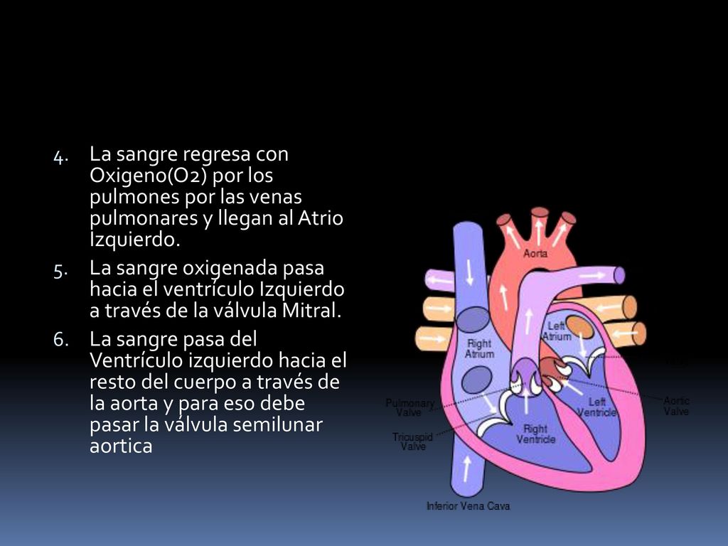 La sangre regresa con Oxigeno(O2) por los pulmones por las venas pulmonares y llegan al Atrio Izquierdo.