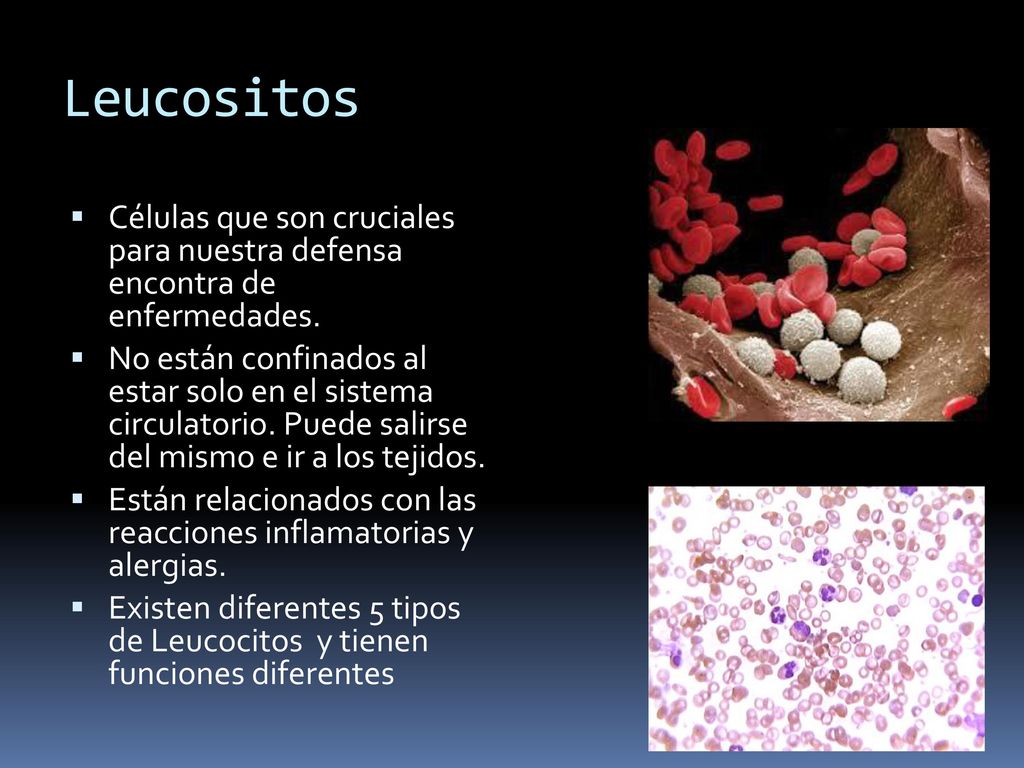 Leucositos Células que son cruciales para nuestra defensa encontra de enfermedades.