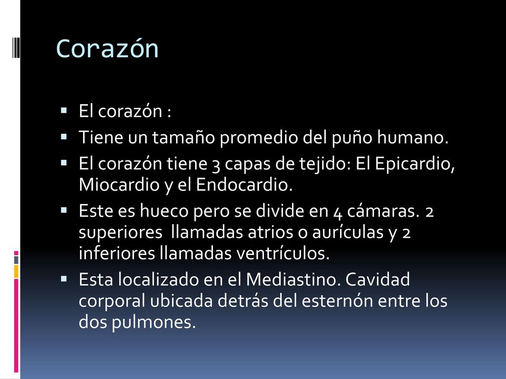 Corazón El corazón : Tiene un tamaño promedio del puño humano.