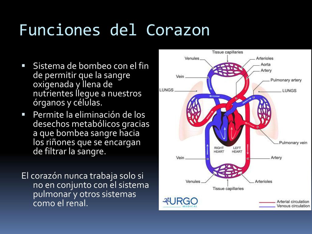 Funciones del Corazon Sistema de bombeo con el fin de permitir que la sangre oxigenada y llena de nutrientes llegue a nuestros órganos y células.