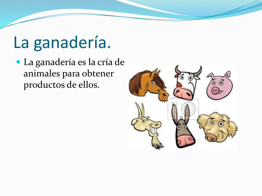 La ganadería. La ganadería es la cría de animales para obtener productos de ellos.