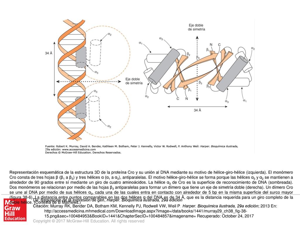 Representación esquemática de la estructura 3D de la proteína Cro y su unión al DNA mediante su motivo de hélice-giro-hélice (izquierda). El monómero Cro consta de tres hojas β (β1 a β3) y tres hélices α (α1 a α3), antiparalelas. El motivo hélice-giro-hélice se forma porque las hélices α3 y α2 se mantienen a alrededor de 90 grados entre sí mediante un giro de cuatro aminoácidos. La hélice α3 de Cro es la superficie de reconocimiento de DNA (sombreada). Dos monómeros se relacionan por medio de las hojas β3 antiparalelas para formar un dímero que tiene un eje de simetría doble (derecha). Un dímero Cro se une al DNA por medio de sus hélices α3, cada una de las cuales entra en contacto con alrededor de 5 bp en la misma superficie del surco mayor (figura 38-6). La distancia entre puntos comparables en las dos hélices α del DNA es de 34 Å, que es la distancia requerida para un giro completo de la doble hélice. (Cortesía de B Mathews.)