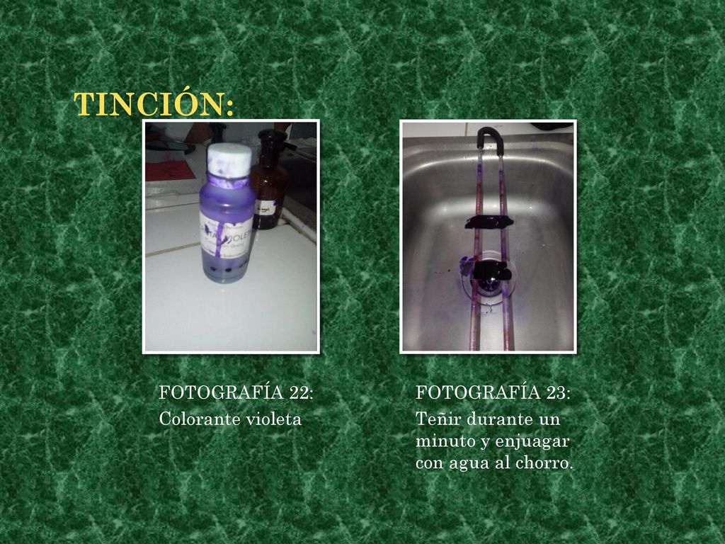 tinción: FOTOGRAFÍA 22: Colorante violeta FOTOGRAFÍA 23: