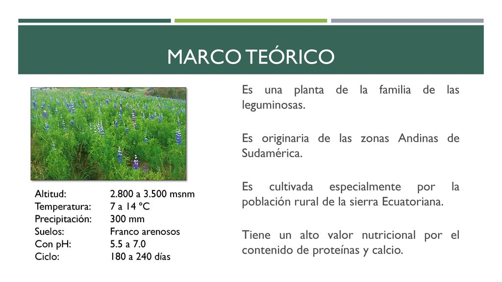 MARCO TEÓRICO Es una planta de la familia de las leguminosas.