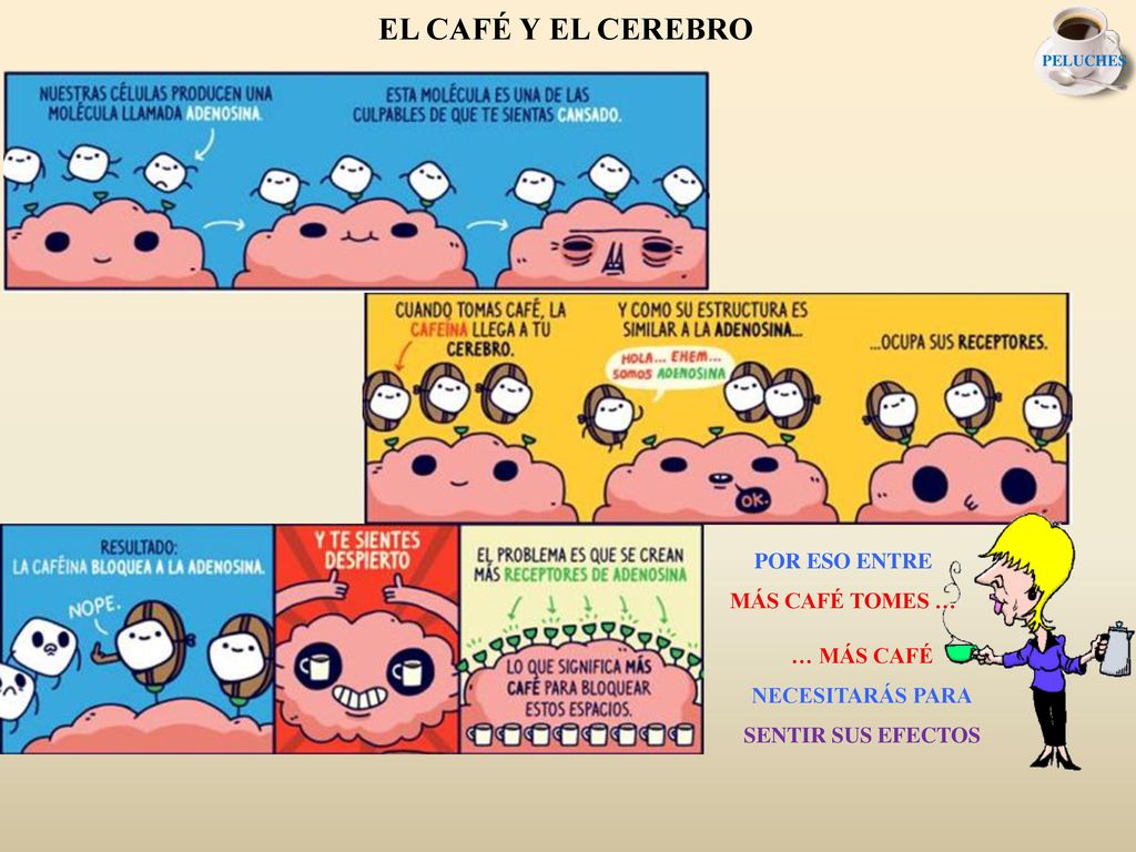 EL CAFÉ Y EL CEREBRO POR ESO ENTRE MÁS CAFÉ TOMES … … MÁS CAFÉ