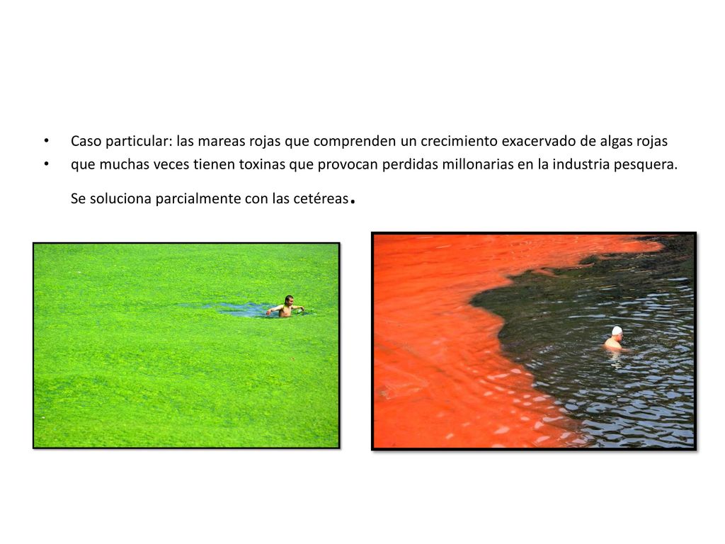 Caso particular: las mareas rojas que comprenden un crecimiento exacervado de algas rojas
