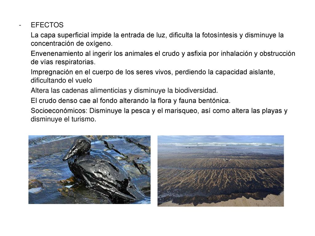 EFECTOS La capa superficial impide la entrada de luz, dificulta la fotosíntesis y disminuye la concentración de oxígeno.
