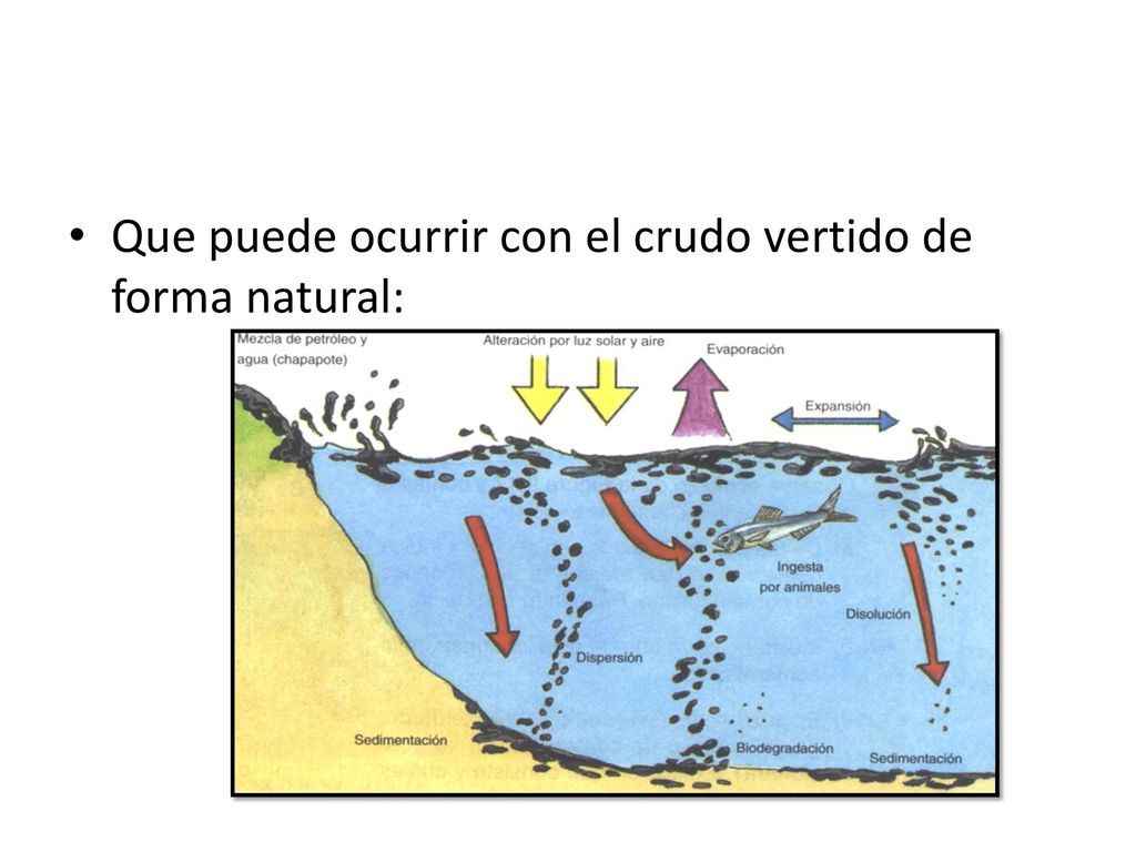 Que puede ocurrir con el crudo vertido de forma natural: