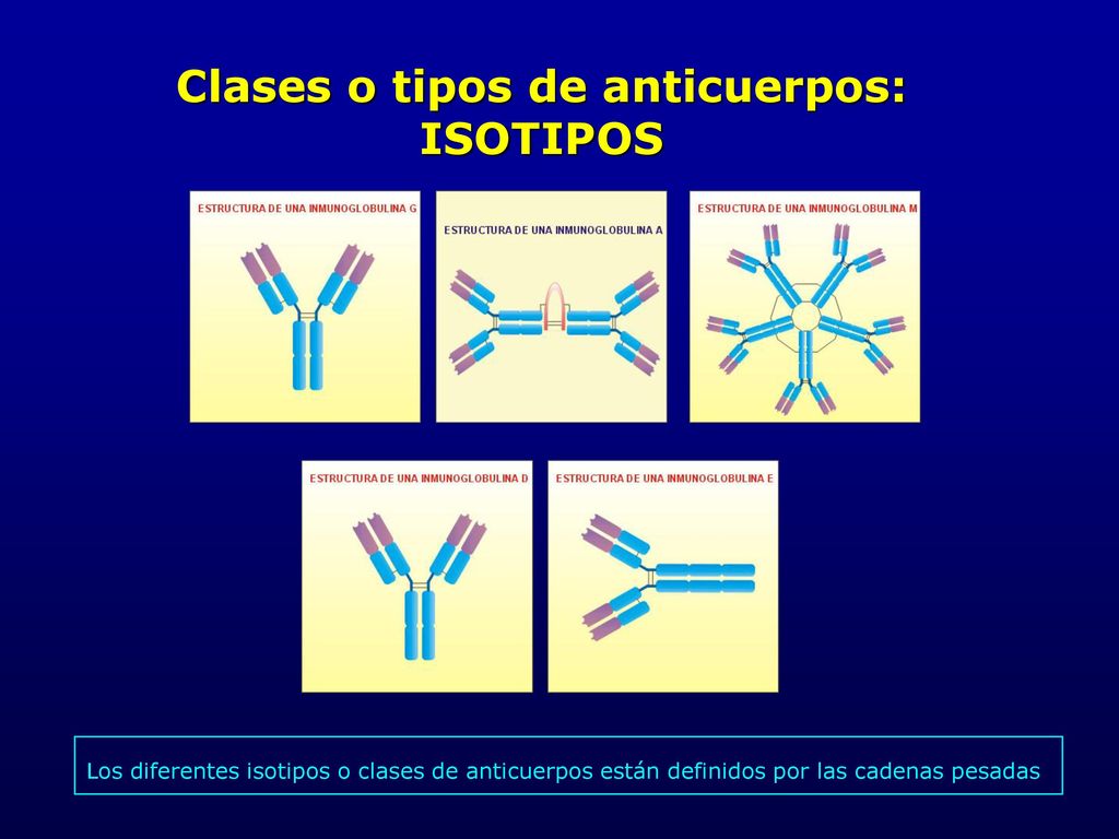 Clases o tipos de anticuerpos: ISOTIPOS