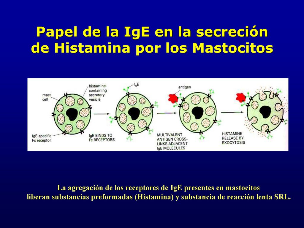 Papel de la IgE en la secreción de Histamina por los Mastocitos