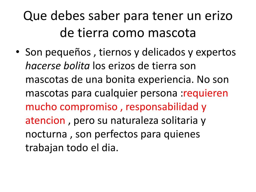 Que debes saber para tener un erizo de tierra como mascota