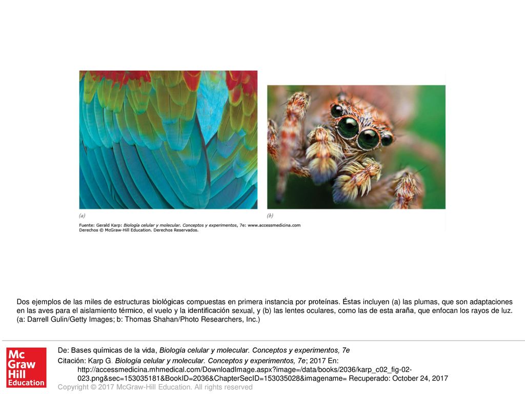 Dos ejemplos de las miles de estructuras biológicas compuestas en primera instancia por proteínas. Éstas incluyen (a) las plumas, que son adaptaciones en las aves para el aislamiento térmico, el vuelo y la identificación sexual, y (b) las lentes oculares, como las de esta araña, que enfocan los rayos de luz. (a: Darrell Gulin/Getty Images; b: Thomas Shahan/Photo Researchers, Inc.)