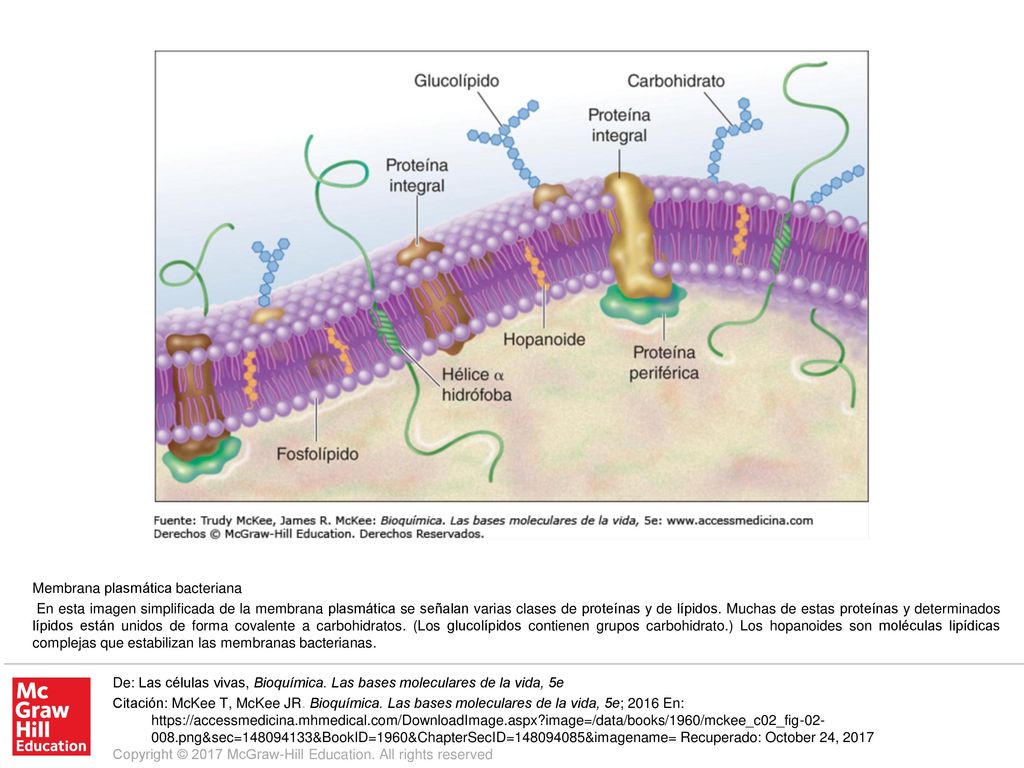 En esta imagen simplificada de la membrana plasmática se señalan varias clases de proteínas y de lípidos. Muchas de estas proteínas y determinados lípidos están unidos de forma covalente a carbohidratos. (Los glucolípidos contienen grupos carbohidrato.) Los hopanoides son moléculas lipídicas complejas que estabilizan las membranas bacterianas.