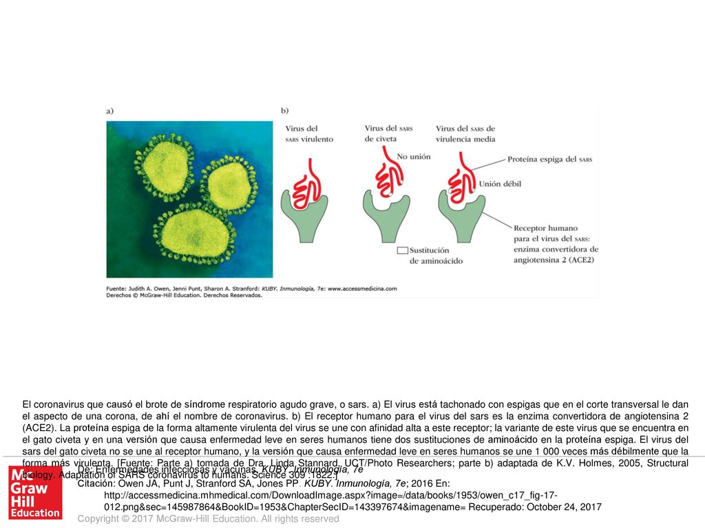 El coronavirus que causó el brote de síndrome respiratorio agudo grave, o sars. a) El virus está tachonado con espigas que en el corte transversal le dan el aspecto de una corona, de ahí el nombre de coronavirus. b) El receptor humano para el virus del sars es la enzima convertidora de angiotensina 2 (ACE2). La proteína espiga de la forma altamente virulenta del virus se une con afinidad alta a este receptor; la variante de este virus que se encuentra en el gato civeta y en una versión que causa enfermedad leve en seres humanos tiene dos sustituciones de aminoácido en la proteína espiga. El virus del sars del gato civeta no se une al receptor humano, y la versión que causa enfermedad leve en seres humanos se une veces más débilmente que la forma más virulenta. [Fuente: Parte a) tomada de Dra. Linda Stannard, UCT/Photo Researchers; parte b) adaptada de K.V. Holmes, 2005, Structural biology. Adaptation of SARS coronavirus to humans. Science 309 :1822.]