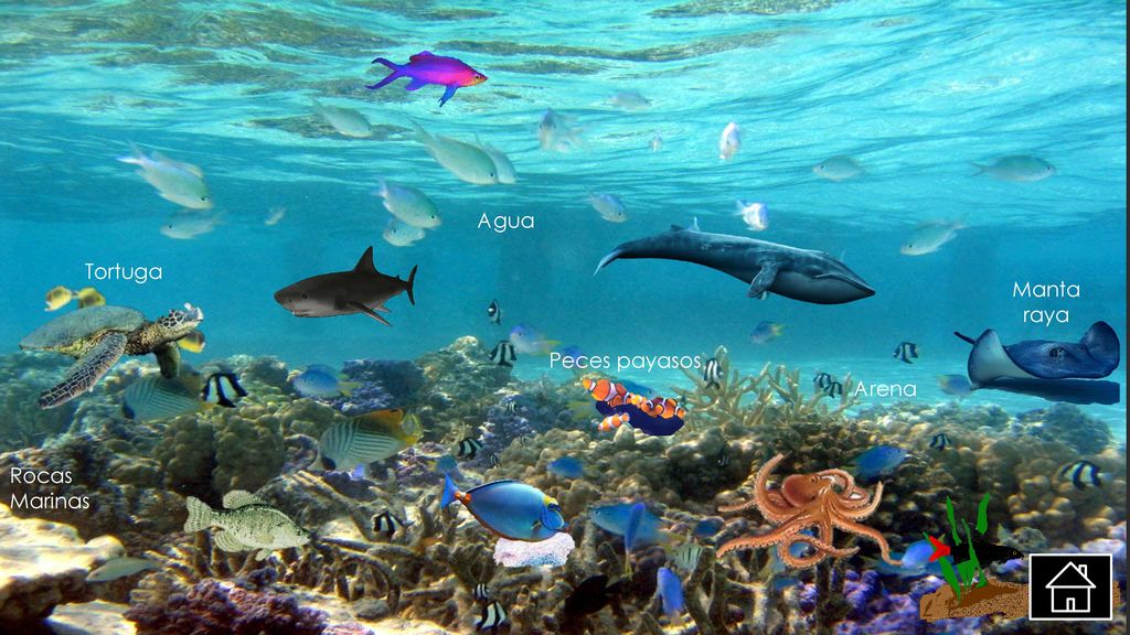 Agua Tortuga Manta raya Peces payasos Arena Rocas Marinas