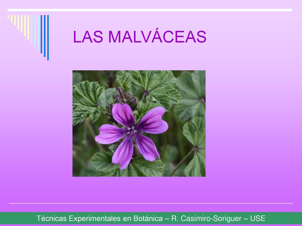 LAS MALVÁCEAS Técnicas Experimentales en Botánica – R. Casimiro-Soriguer – USE