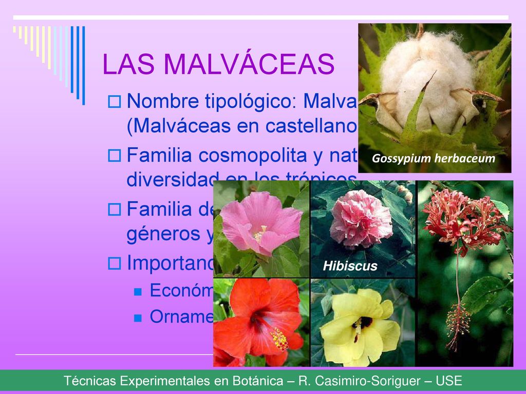 LAS MALVÁCEAS Nombre tipológico: Malvaceae (Malváceas en castellano)