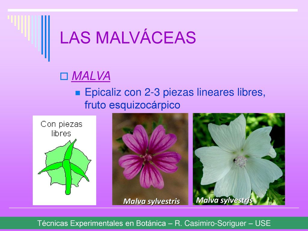 LAS MALVÁCEAS MALVA. Epicaliz con 2-3 piezas lineares libres, fruto esquizocárpico. Malva sylvestris.