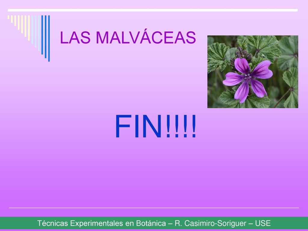 LAS MALVÁCEAS FIN!!!! Técnicas Experimentales en Botánica – R. Casimiro-Soriguer – USE