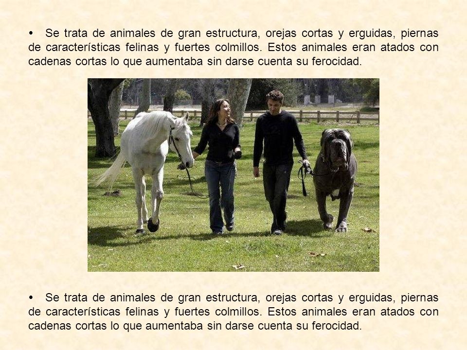  Se trata de animales de gran estructura, orejas cortas y erguidas, piernas de características felinas y fuertes colmillos. Estos animales eran atados con cadenas cortas lo que aumentaba sin darse cuenta su ferocidad.