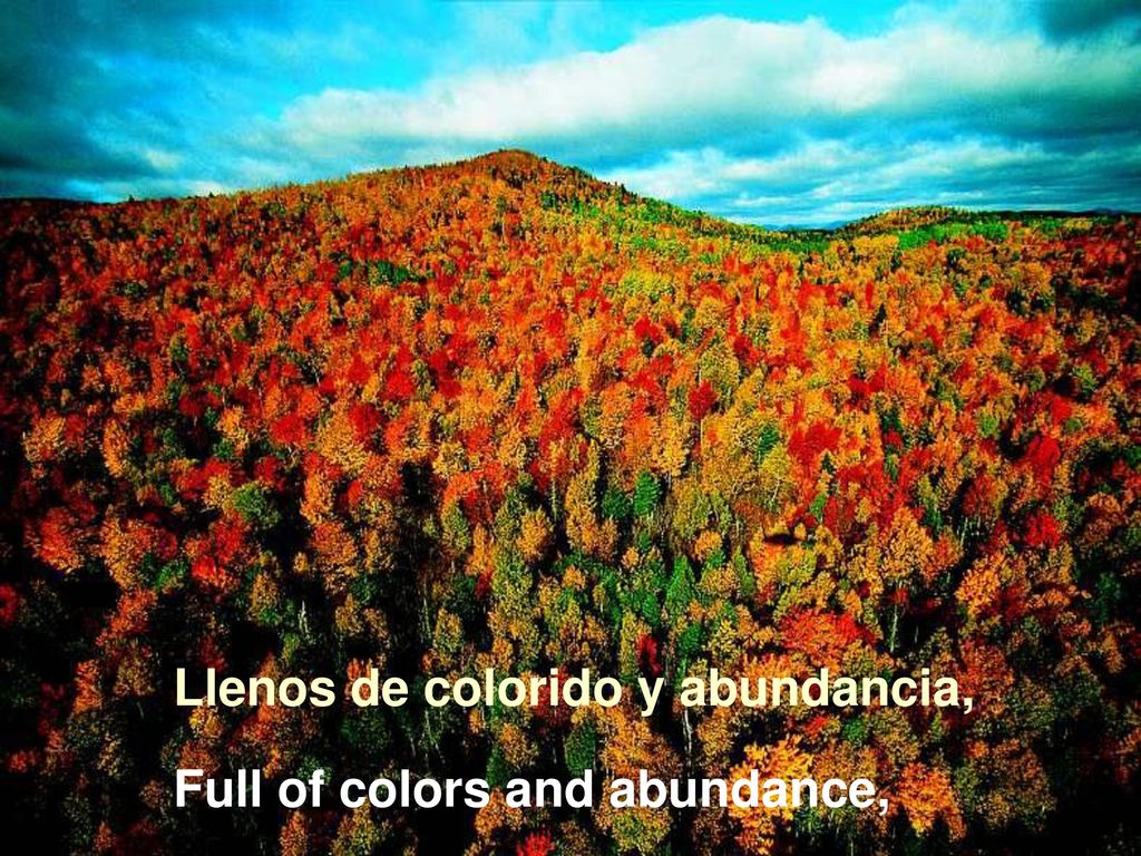 Llenos de colorido y abundancia,