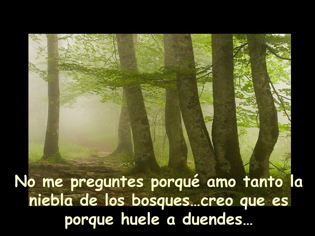 No me preguntes porqué amo tanto la niebla de los bosques…creo que es porque huele a duendes…