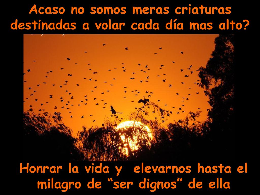 Acaso no somos meras criaturas destinadas a volar cada día mas alto