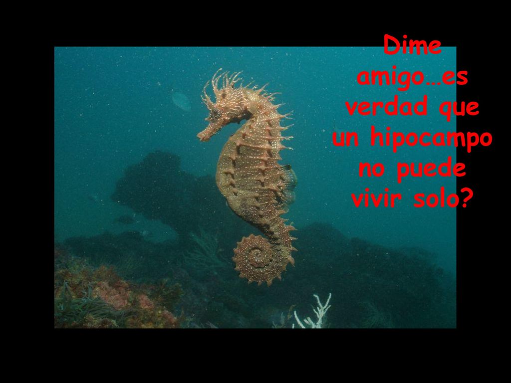 Dime amigo…es verdad que un hipocampo no puede vivir solo